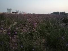 -光明小镇欢乐田园