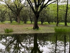 -上海共青森林公园