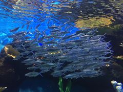 -华夏文旅海洋公园