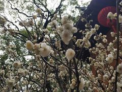 -普陀山雷迪森庄园