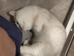-唐小姐の猫狗洗护·购宠旗舰店(周浦万达店)