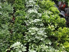 -秦美花卉(天朗·莱茵小城2期店)