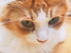 -momokira米努特·德文卷毛猫·棉花面纱犬