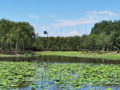 -东郊湿地公园