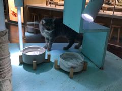 -猫小院猫主题餐厅(三里屯店)