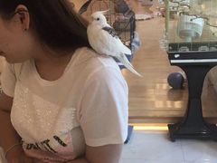 -momokira米努特·德文卷毛猫·棉花面纱犬