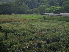 -中国茶叶博物馆(双峰馆区)