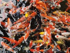 -海南清水湾莱佛士酒店