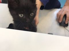-萌兽医馆·犬猫专科·眼科中心·宠物医院(朝阳门分院)