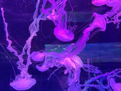 -左海海底世界