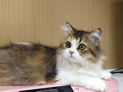 -瑞派康怡24h宠物医院·犬猫医疗中心·微创绝育(瑞景分院)