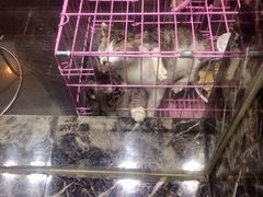 -鱼无双·酸菜鱼(来凤街店)