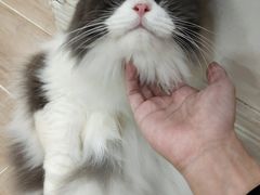 -李小姐の猫咖啡馆(五角场店)
