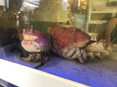 -悉尼鱼市场