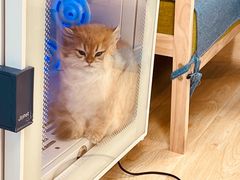 -猫十亿·布偶金渐层·曼基康矮脚猫舍(青年路店)