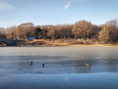 -大兴滨河森林公园