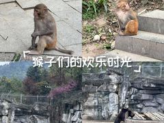 -成都动物园