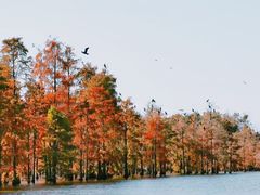 -池杉湖湿地公园