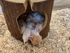 -怪兽屋·羊驼·猫咖·狗咖(俊华广场店)