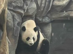 -武汉动物园