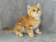 -小猫来了·猫舍(红山六九七九店)