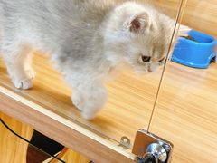 -猫十亿·布偶金渐层·曼基康矮脚猫舍(青年路店)