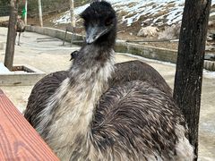 -栾川竹海野生动物园
