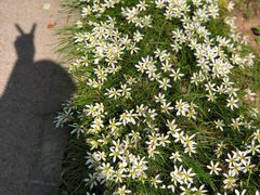 -上海滨江森林公园