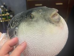 -鲐赏河豚(长寿店)
