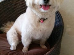 -八公叔叔宠物美容连锁(春申店)