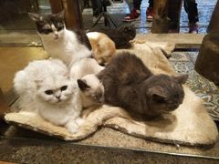 -more than meow吴止猫主题餐厅(承德 中船汇店)