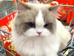 -爱侣宠医·鹦鹉专科·小型哺乳类·异宠专科(灵石路店)