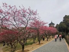 -无锡梅园公园