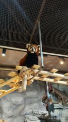 -Zoolung Zoolung动物主题公园(海信广场店)