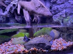-上海海洋水族馆