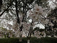 -径山花海