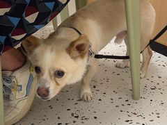 -瑞派康怡24h宠物医院·犬猫医疗中心·微创绝育(瑞景分院)