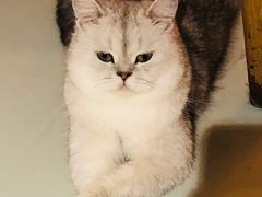 -豆逗聊愈猫阁Easy Life