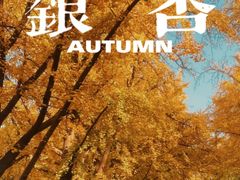 -三里屯东五街银杏大道