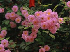 -老门东历史文化街区