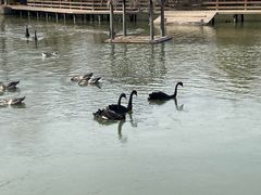 -溱湖国家湿地公园