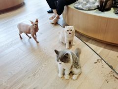 -CAT’S MEWSTAR CAFE·喵星球猫屋(晴湾咖啡店)