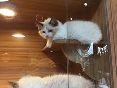 -猫十亿·布偶金渐层·曼基康矮脚猫舍(青年路店)