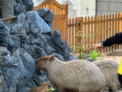 -合肥野生动物园