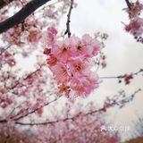 在衡阳打卡日本同款樱花海🌸