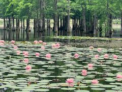 -白鹭湾湿地公园
