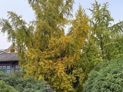 -四川大学(华西校区)