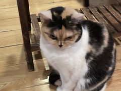 -Cappucimeow猫咪咖啡馆(韦伯时代店)