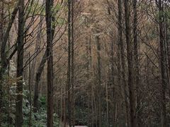 -凤栖山
