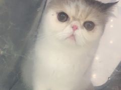 -佳雯宠物医院(金华南路分院)